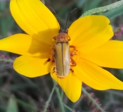 Chauliognathus hieroglyphicus