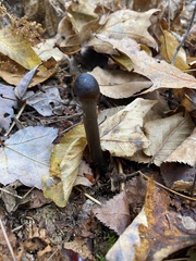 Tolypocladium longisegmentatum