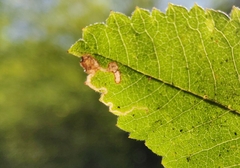 Stigmella anomalella