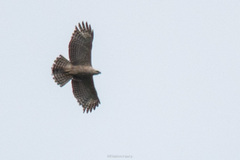 Nisaetus nipalensis