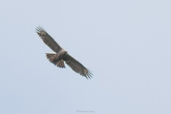 Nisaetus nipalensis