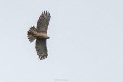 Nisaetus nipalensis