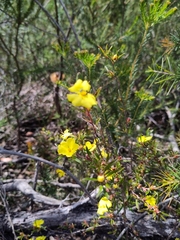Hibbertia riparia