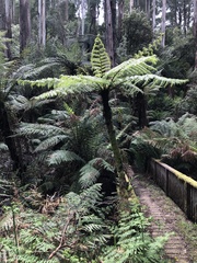 Cyathea cunninghamii