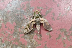 Daphnis nerii