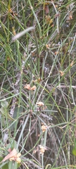 Ephedraceae