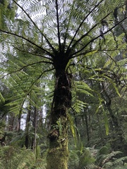 Cyathea cunninghamii