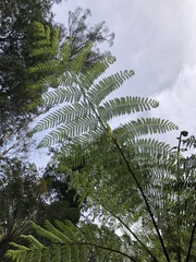 Cyathea cunninghamii