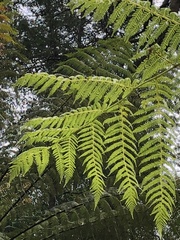 Cyathea cunninghamii