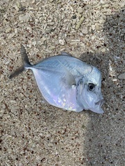 Selene setapinnis