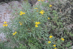 Electranthera mutica