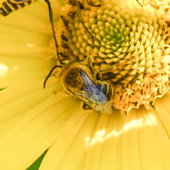 Melissodes trinodis