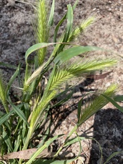 Hordeum