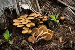 Kuehneromyces lignicola