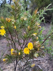 Gompholobium grandiflorum