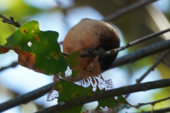 Andricus quercuscalifornicus