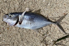 Caranx ruber