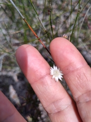 Actinotus minor