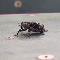 Peltophorus polymitus