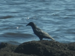 Corvus ossifragus