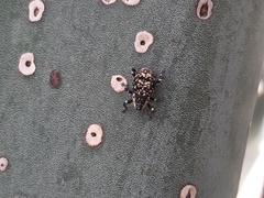 Peltophorus polymitus