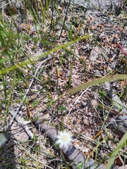 Actinotus minor