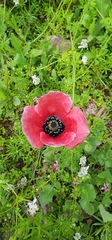 Papaver hybridum