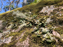Dendrobium linguiforme