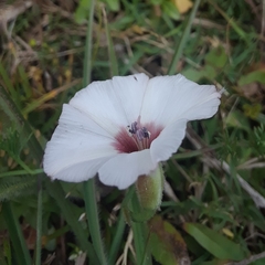 Convolvulus laciniatus