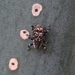 Peltophorus polymitus