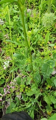 Papaver hybridum