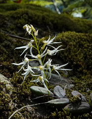 Dendrobium linguiforme