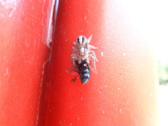 Megafreya sutrix