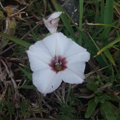 Convolvulus laciniatus