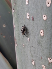 Peltophorus polymitus