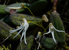 Dendrobium linguiforme