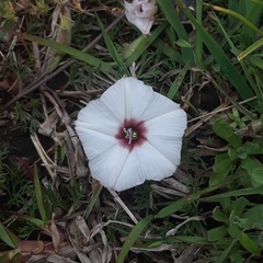Convolvulus laciniatus