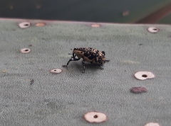 Peltophorus polymitus