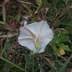 Convolvulus laciniatus