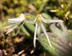 Dendrobium linguiforme