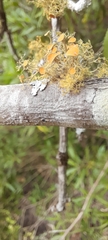 Teloschistes chrysophthalmus