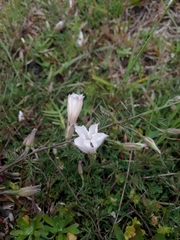 Convolvulus laciniatus