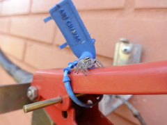 Megafreya sutrix