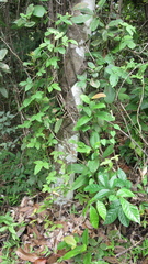 Aiouea montana