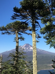 Araucaria araucana