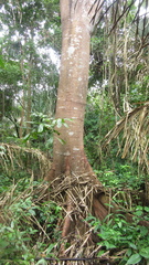 Ficus citrifolia
