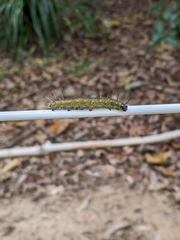 Cryptoptila australana