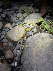 Oxyrhopus petolarius