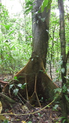 Schizolobium parahyba