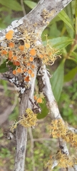 Teloschistes chrysophthalmus